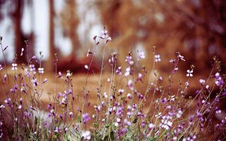 Purple wildflowers blooming in a natural wilderness setting.
