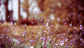 Purple wildflowers blooming in a natural wilderness setting.