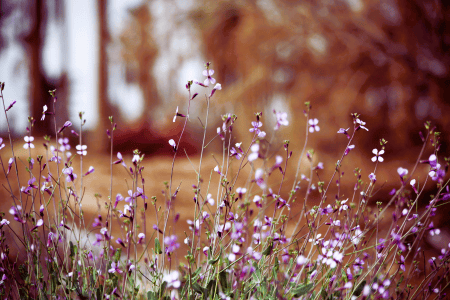 Purple wildflowers blooming in a natural wilderness setting.